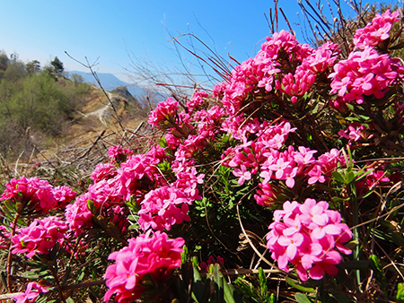 PIZZO di SPINO ad anello con croce di bracca da Pregaroldi di Bracca-8apr26  - FOTOGALLERY